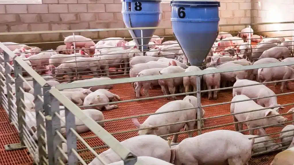 Hogs gathered around feeders on a swine farm with automated environmental control systems by Phason.